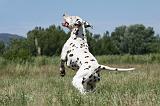 DALMATIEN 347